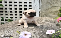 Pug dogs for sale: Betsy - Image 1