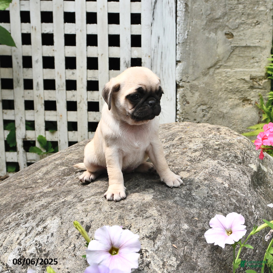 Pug dogs for sale: Betsy - Image 1