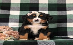 Bernese Mountain Dog dogs for sale: Gabriella - Image 2