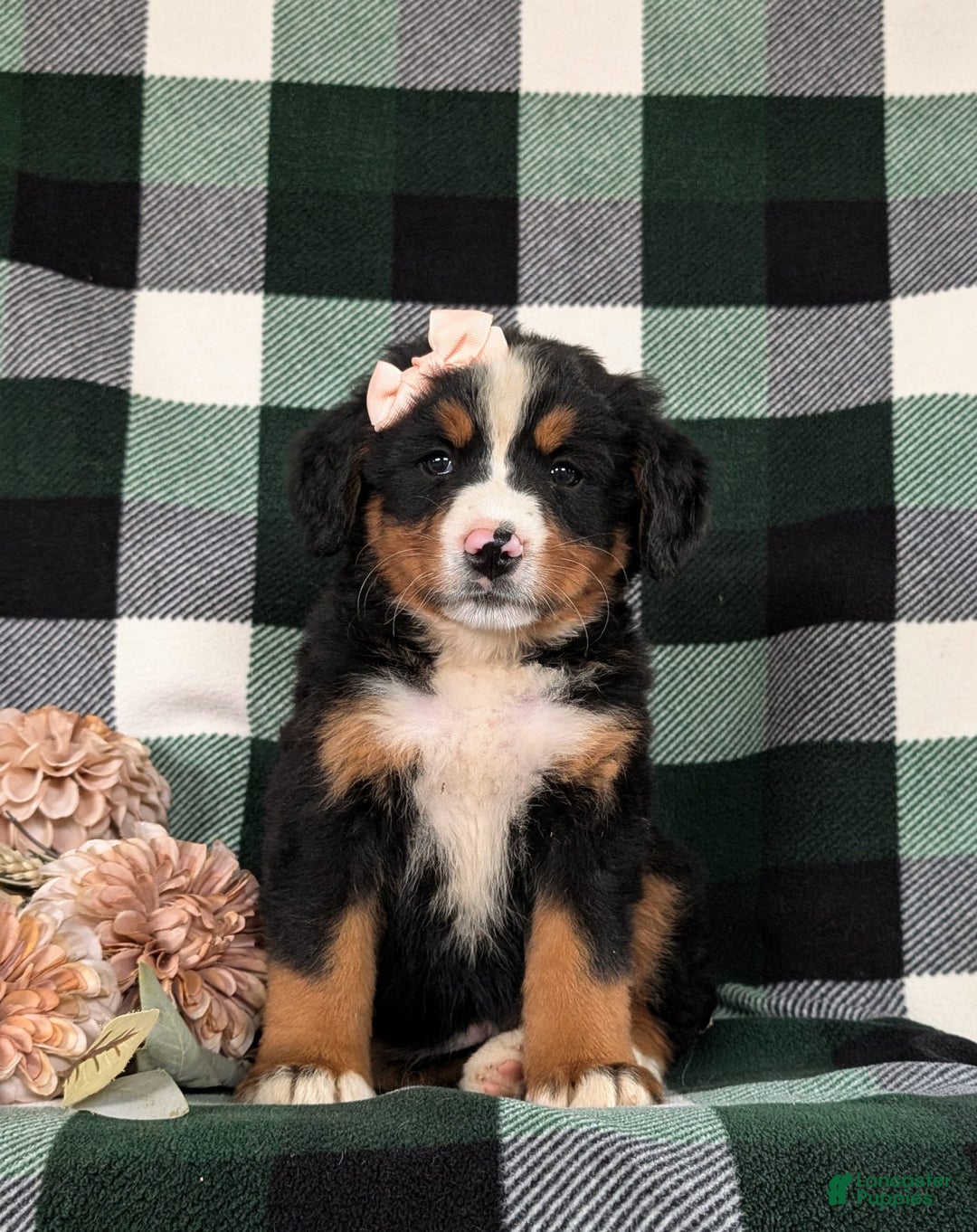 Bernese Mountain Dog dogs for sale: Gabriella - Image 2