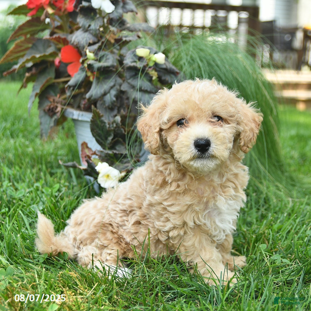 Maltipoo dogs for sale: Fluffy - Image 1