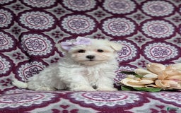 Maltese dogs for sale: Claudette Akc - Image 2