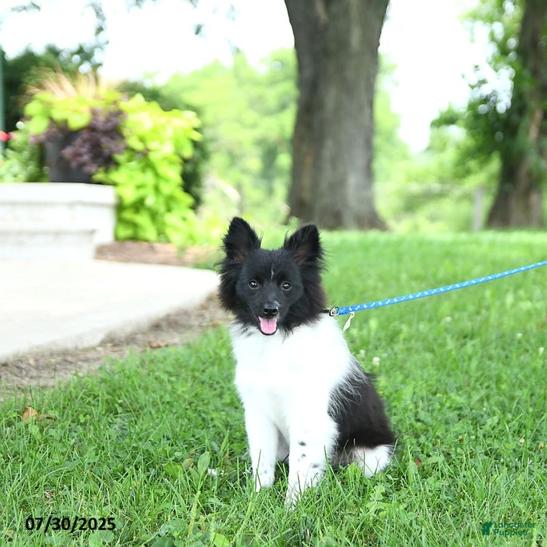 Pomeranian dogs for sale: Cody - Image 16