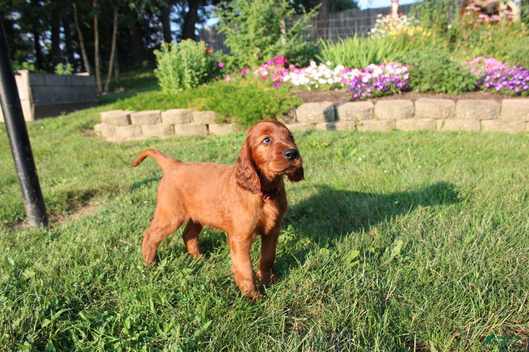 Irish Setter dogs for sale: simon - Image 5