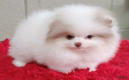Pomeranian dogs for sale: Louie - Image 2
