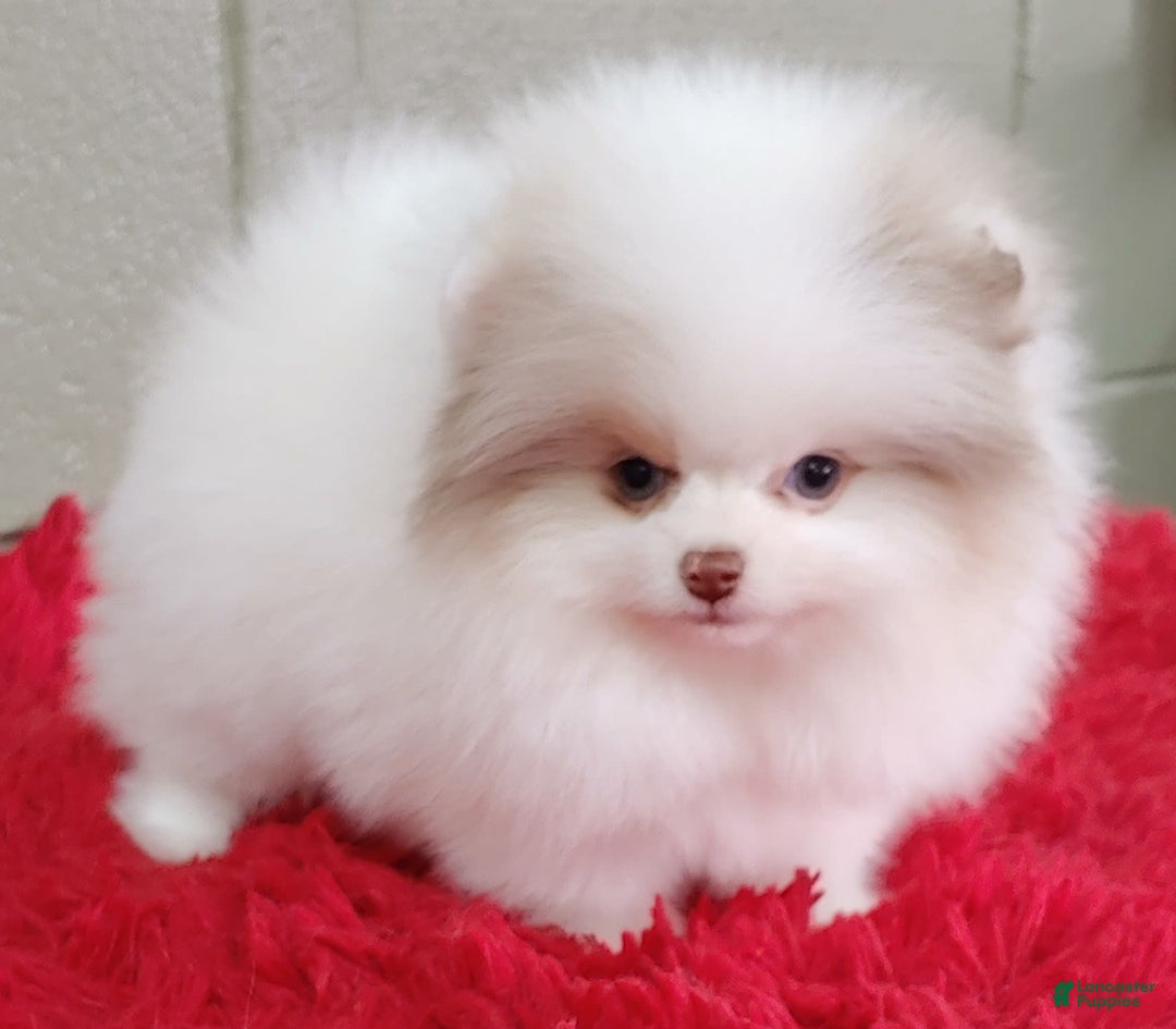 Pomeranian dogs for sale: Louie - Image 2