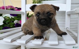 Cairn Terrier dogs for sale: Cassie - Image 5