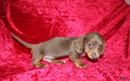 Miniature Dachshund dogs for sale: Bingo - Image 32