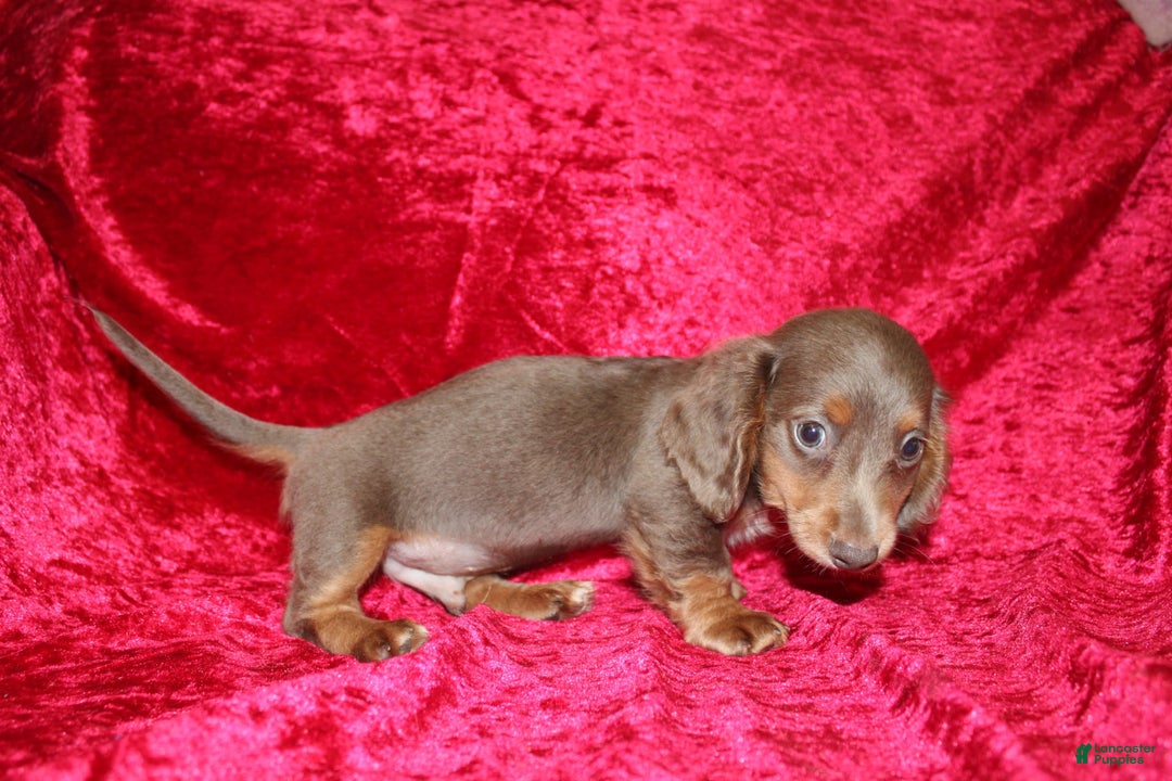 Miniature Dachshund dogs for sale: Bingo - Image 32