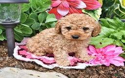 Cavapoo dogs for sale: Caramel - Image 13