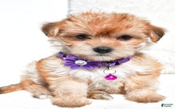 Morkie dogs for sale: Jane Teacup - Image 5
