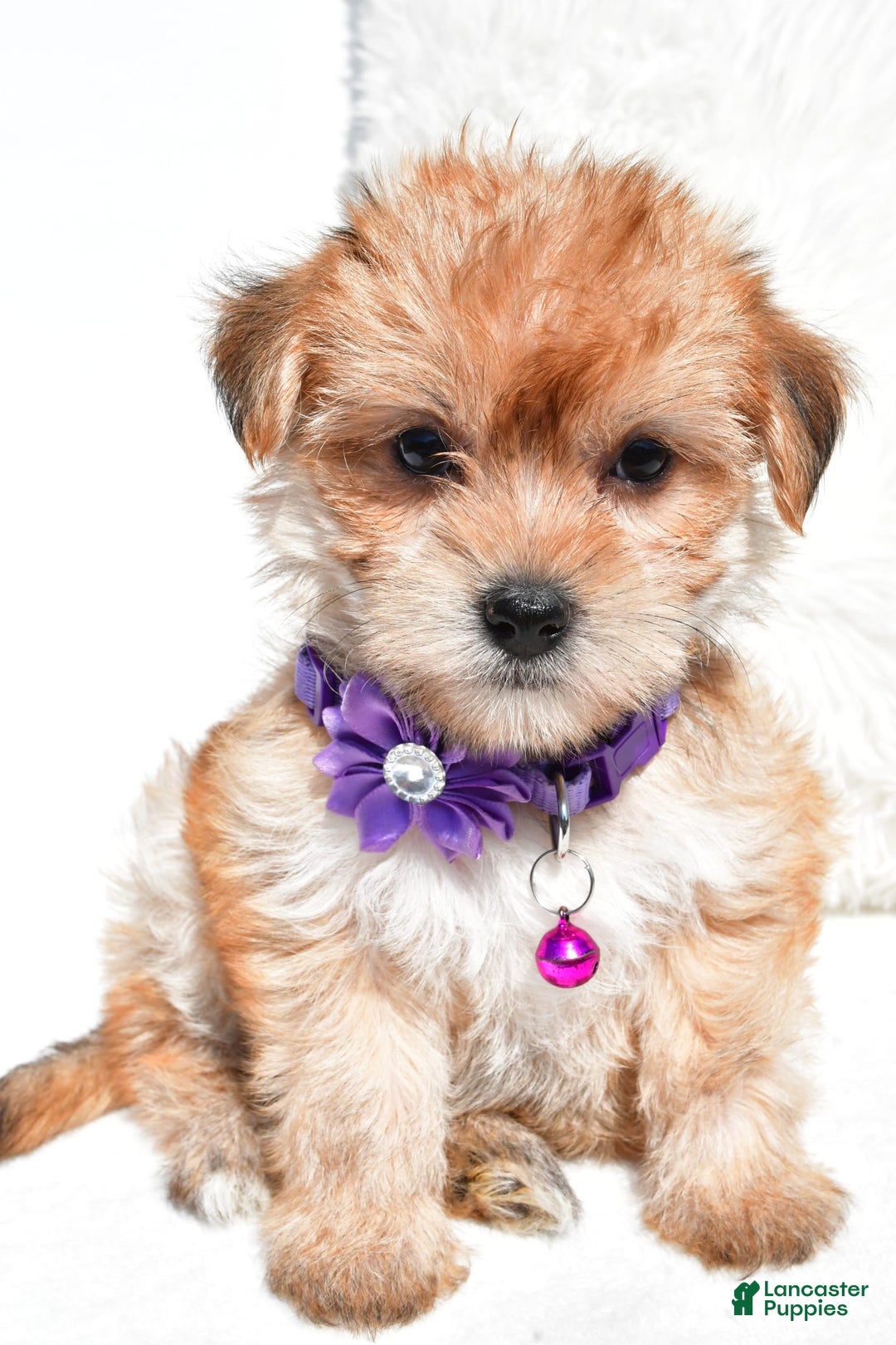 Morkie dogs for sale: Jane Teacup - Image 5