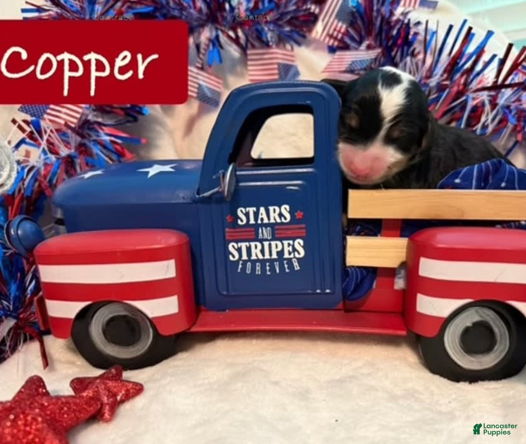 Bernedoodle dogs for sale: Copper - Image 1