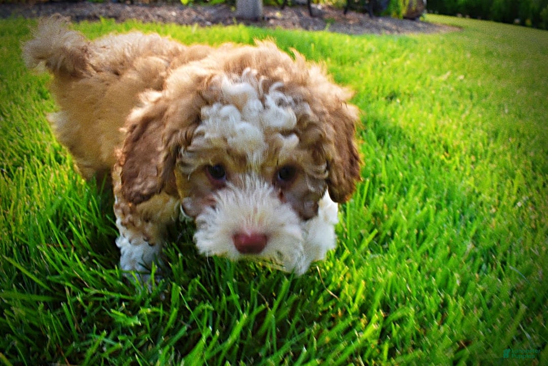 Havapoo dogs for sale: Webster - Image 24