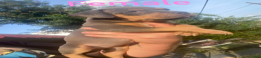 Loco