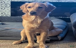 Golden Retriever dogs for sale: Yellow - Image 5