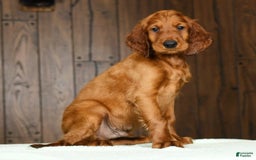 Irish Setter dogs for sale: Mack - Image 2