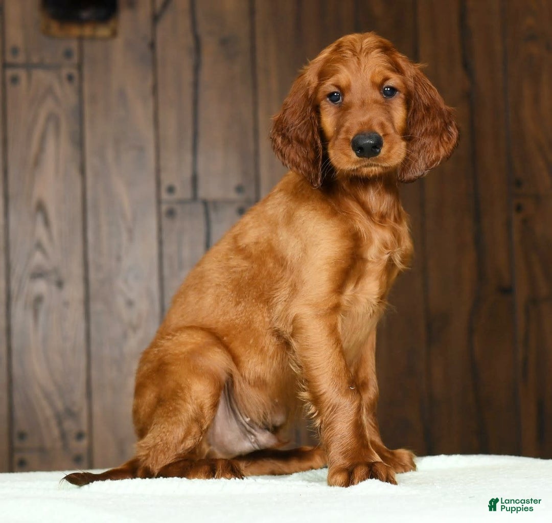 Irish Setter dogs for sale: Mack - Image 2