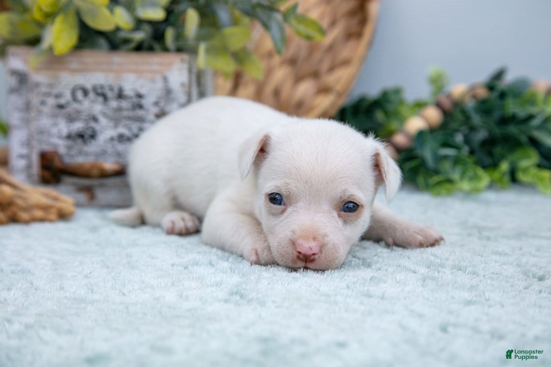 Chihuahua dogs for sale: Noah - Image 1