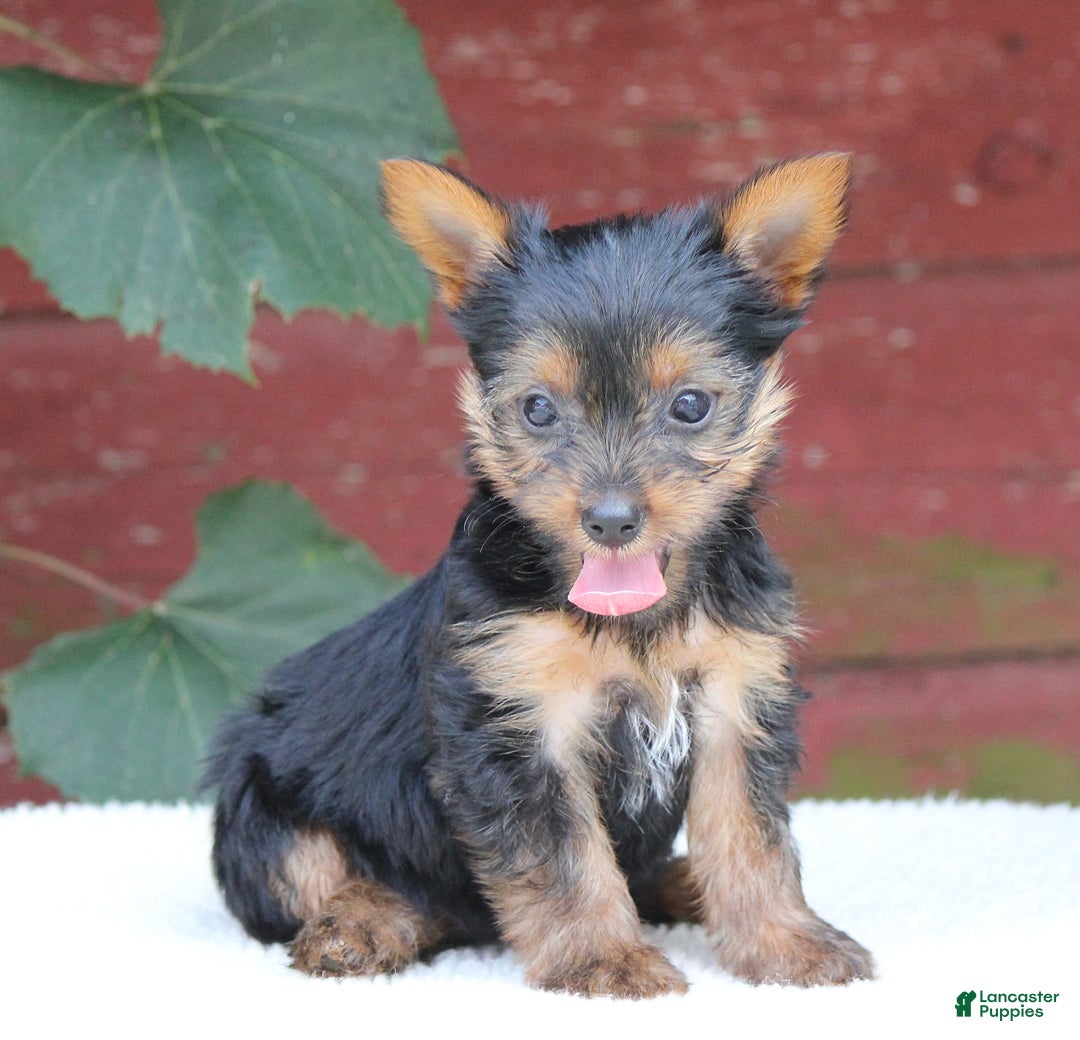 Yorkshire Terrier dogs for sale: Molly - Image 5