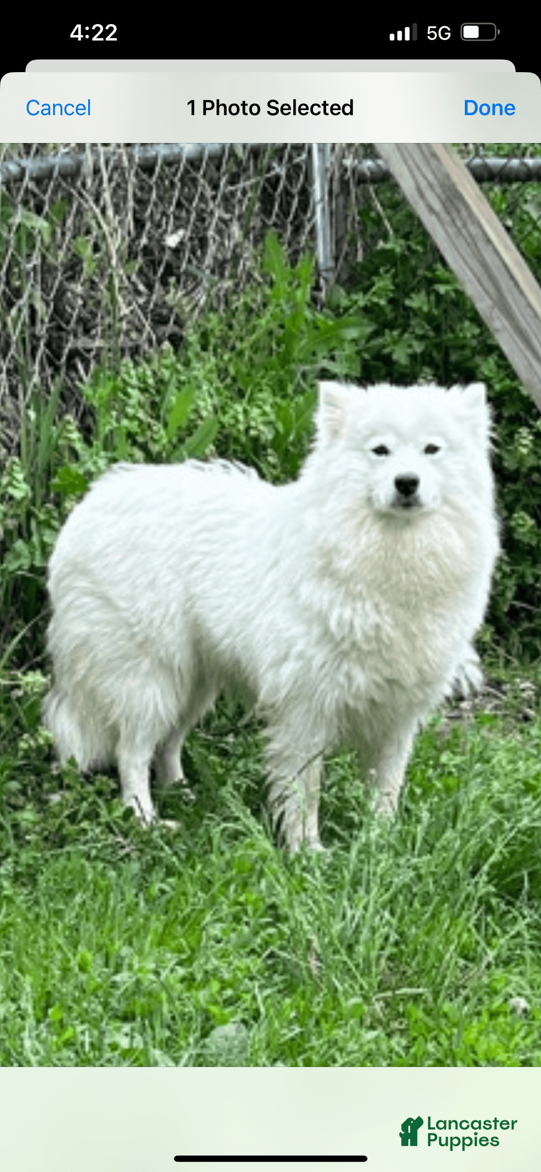 Samoyed dogs for sale: Ruby - Image 2