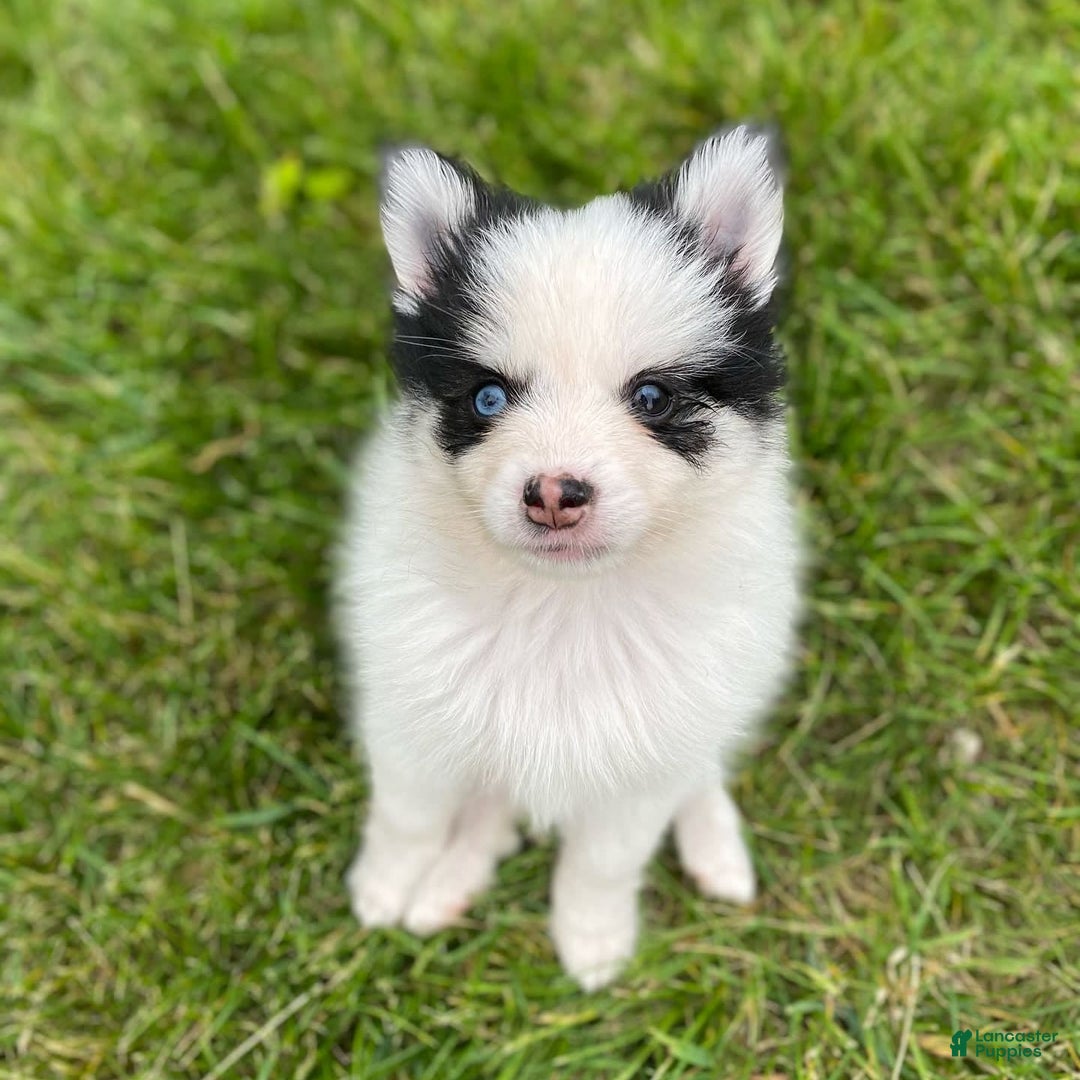 Pomsky dogs for sale: Nitro - Image 16