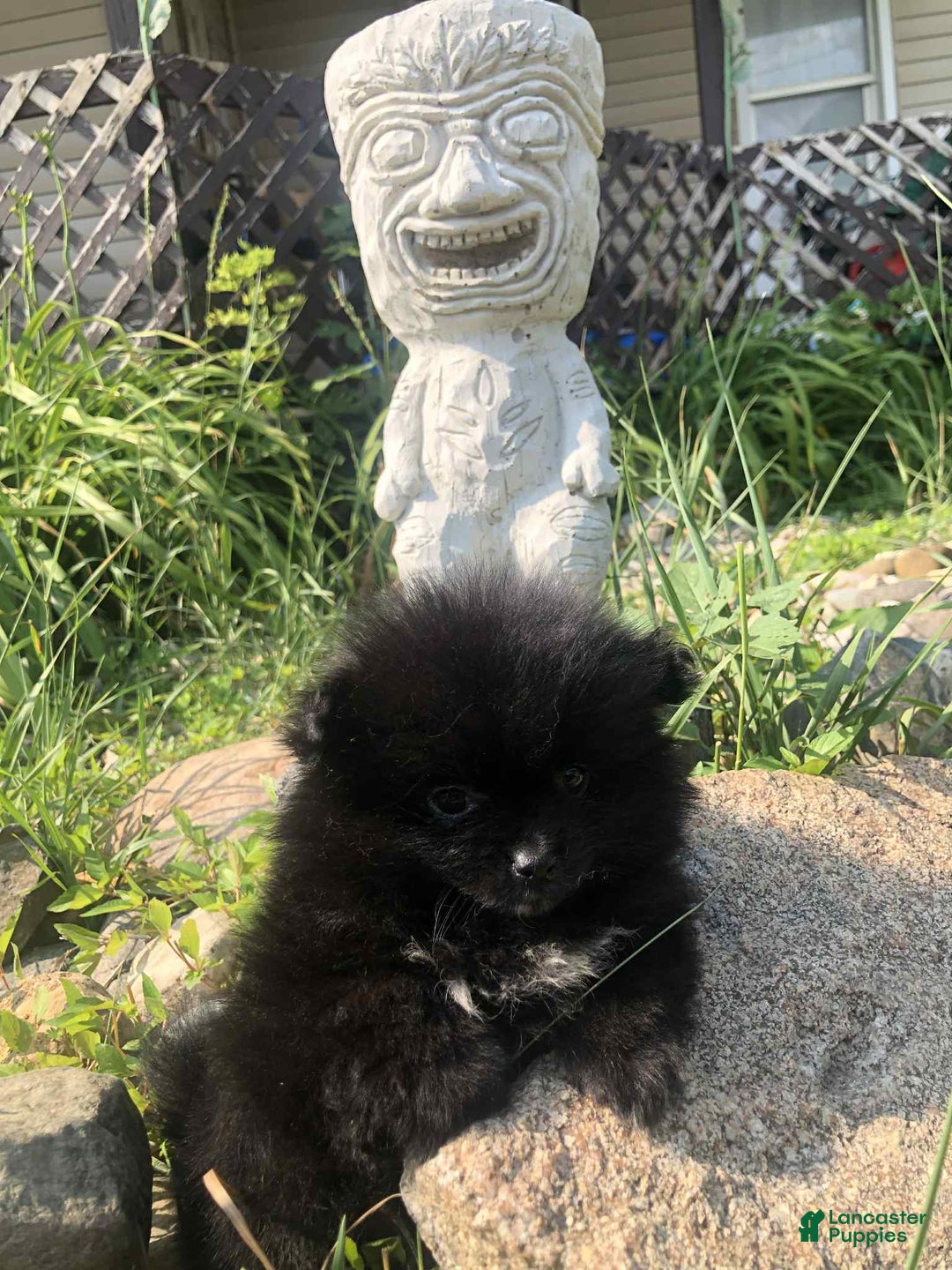 Pomeranian dogs for sale: Midnight - Image 1