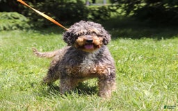 Mini Bernedoodle dogs for sale: Diego - Image 11
