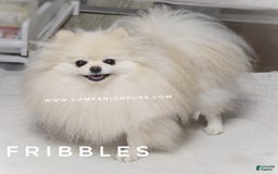 Pomeranian dogs for sale: Mojito  Sweet Boy  Crate And Dog Door Trained - Image 8