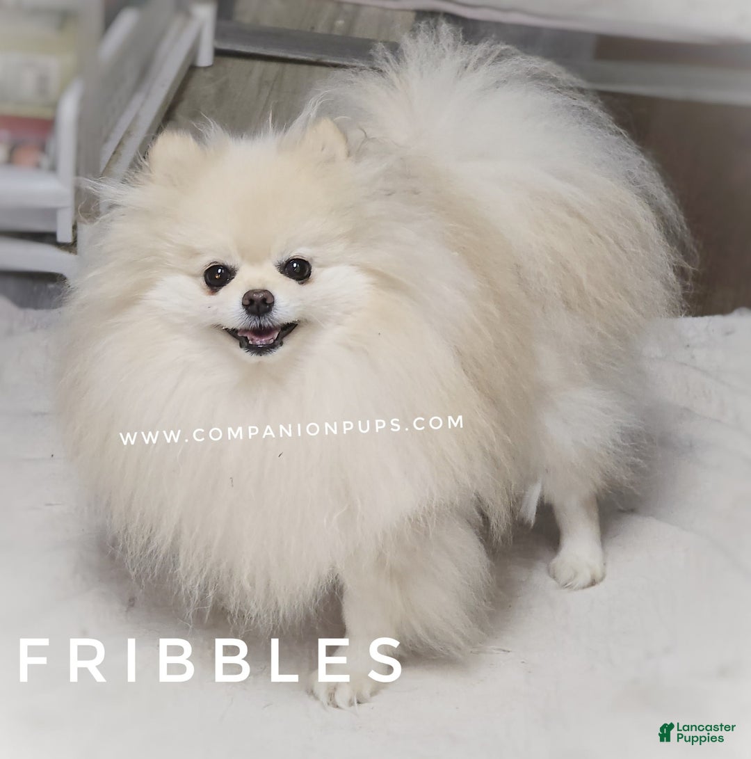 Pomeranian dogs for sale: Mojito  Sweet Boy  Crate And Dog Door Trained - Image 8