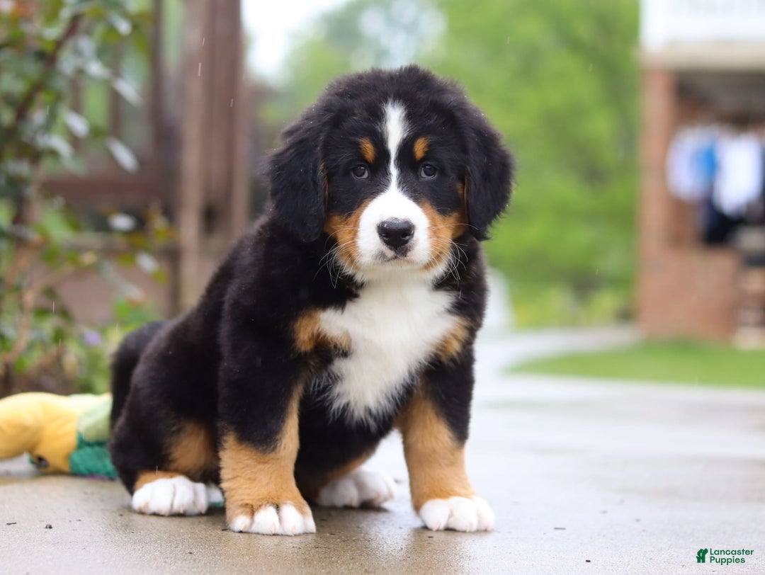 Bernese Mountain Dog dogs for sale: Katy - Image 5