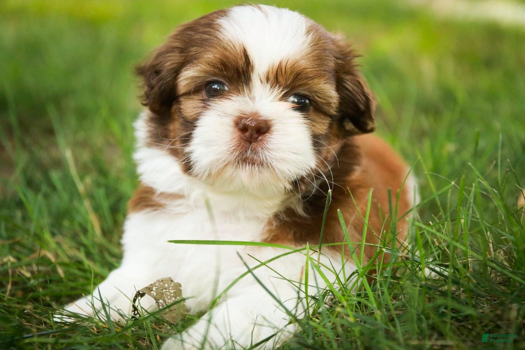Shih Tzu dogs for sale: Franklin - Image 1