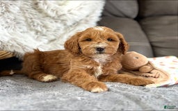 Mini Goldendoodle dogs for sale: Macy - Image 2