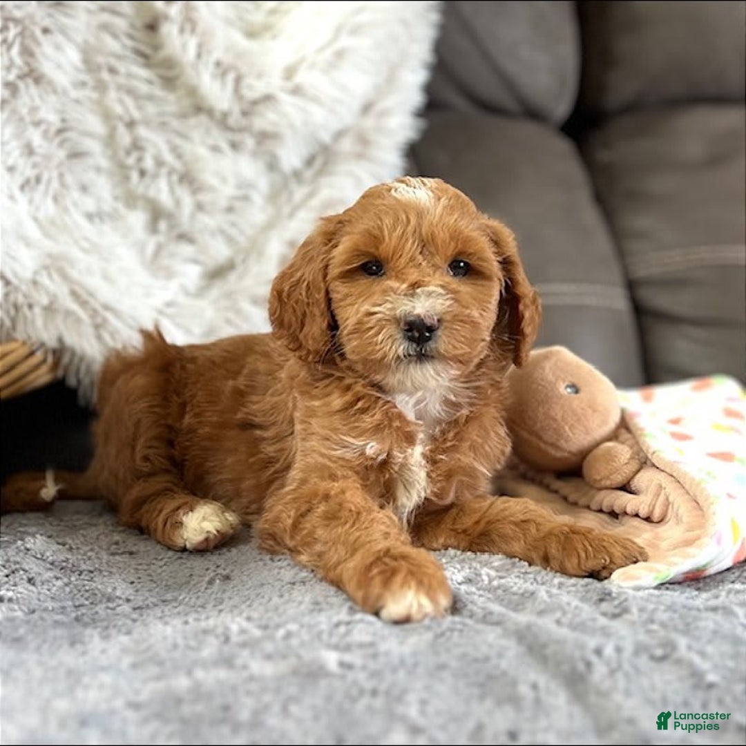 Mini Goldendoodle dogs for sale: Macy - Image 2