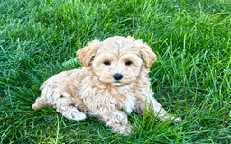 Maltipoo dogs for sale: Solomon - Image 7