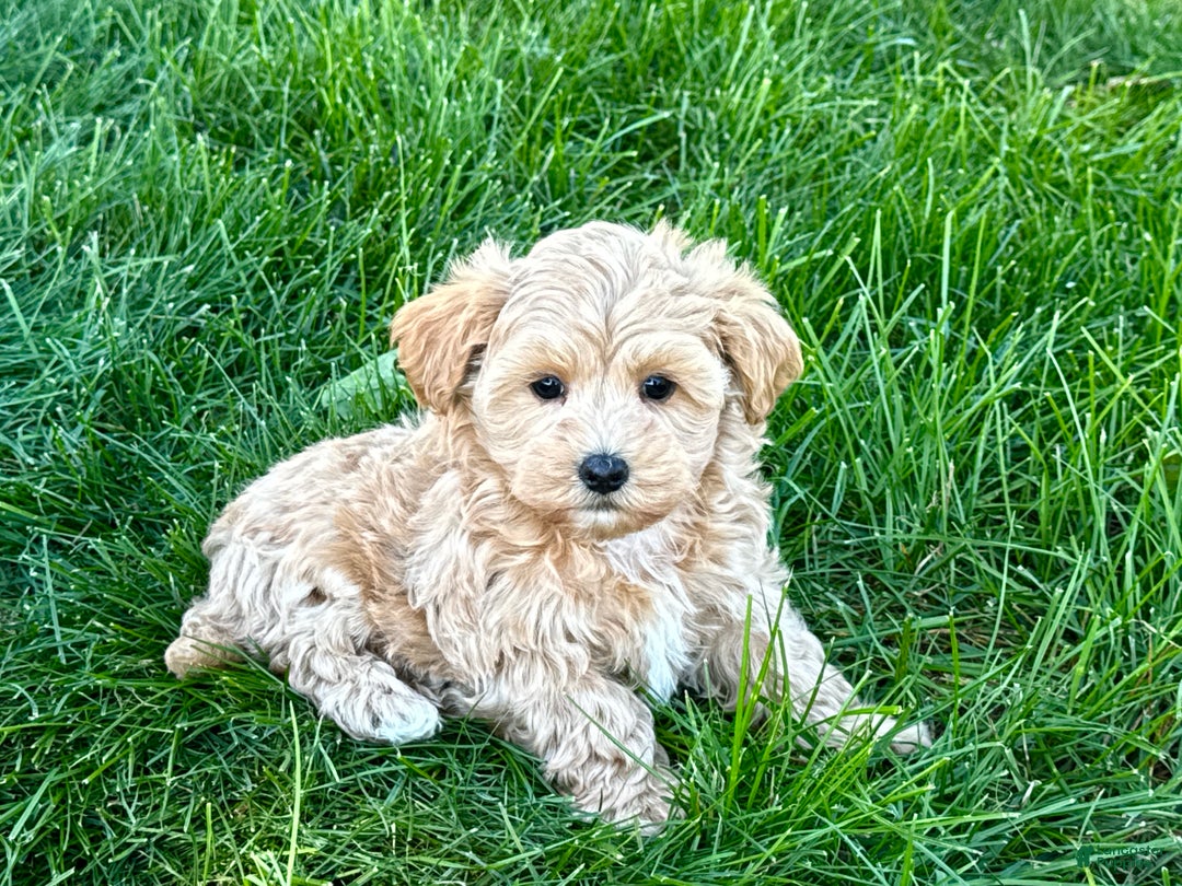 Maltipoo dogs for sale: Solomon - Image 7
