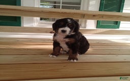 Bernedoodle dogs for sale: Addie - Image 7