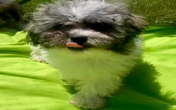 Teddy Bear dogs for sale: Unk - Image 2