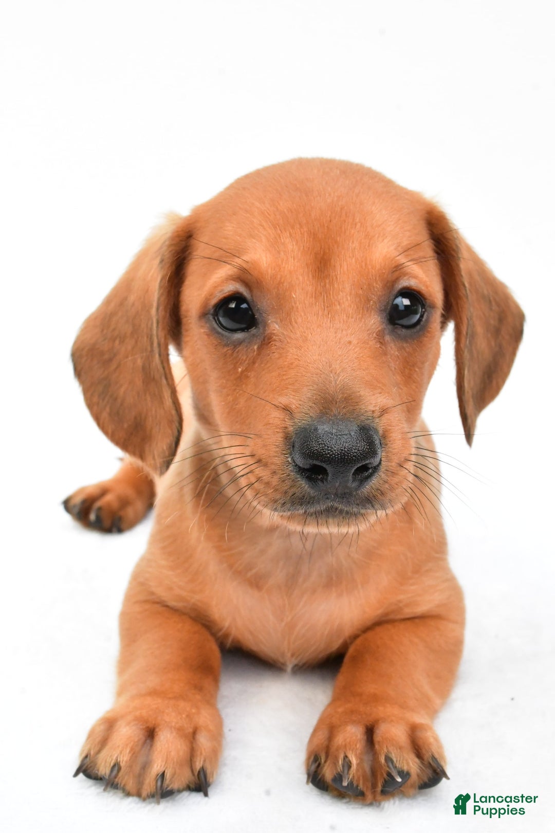 Miniature Dachshund dogs for sale: Jingle - Image 4