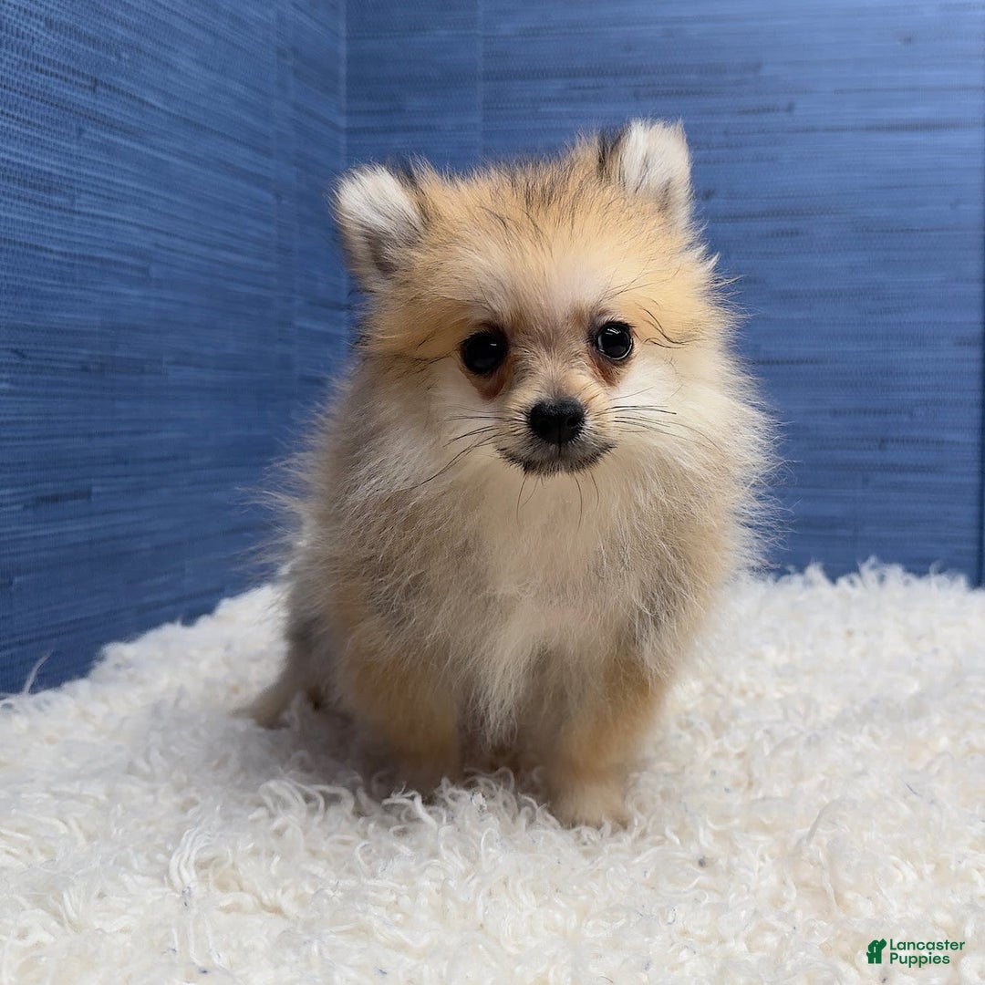 Pomeranian dogs for sale: Charlie - Image 15