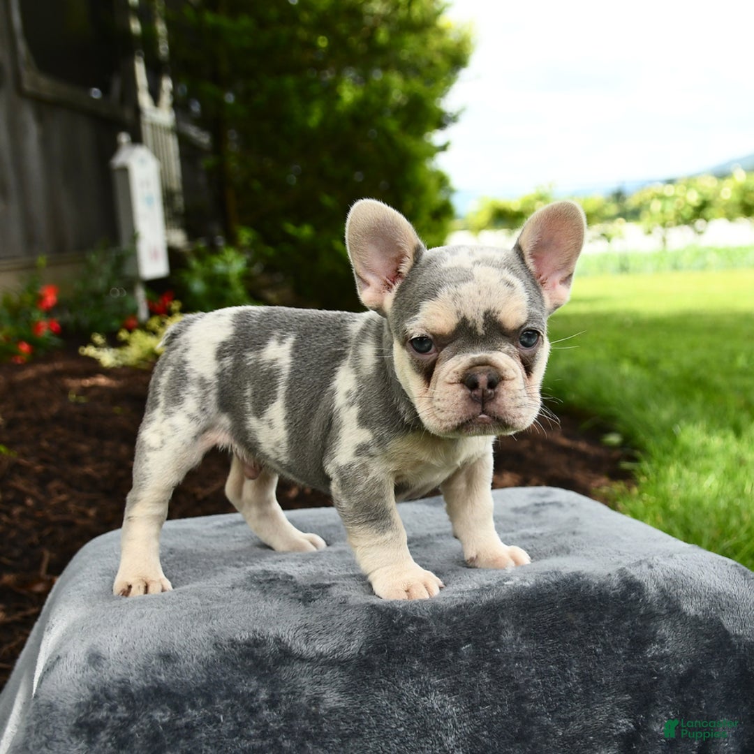 French Bulldog dogs for sale: River - Image 9