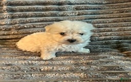 Maltipoo dogs for sale: Deisel - Image 6