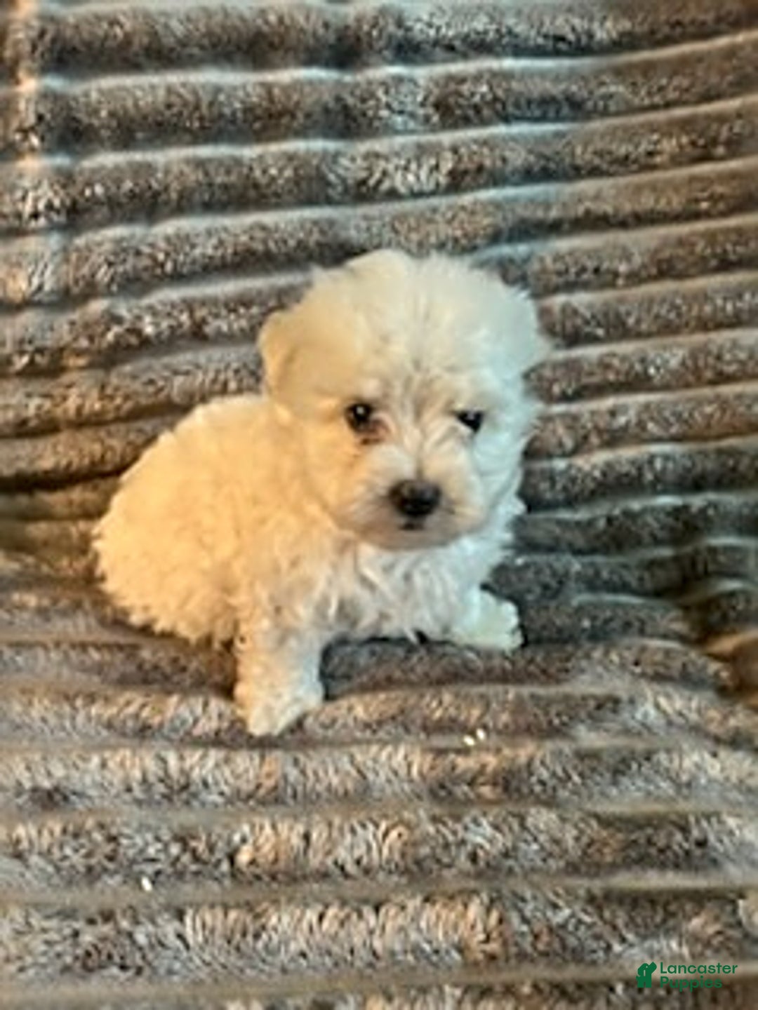 Maltipoo dogs for sale: Deisel - Image 6