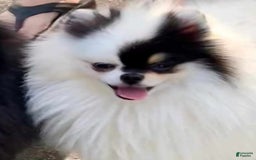 Pomeranian dogs for sale: Valhalla - Listing for pets: Nirvana, Valhalla, Elysium - Image 9