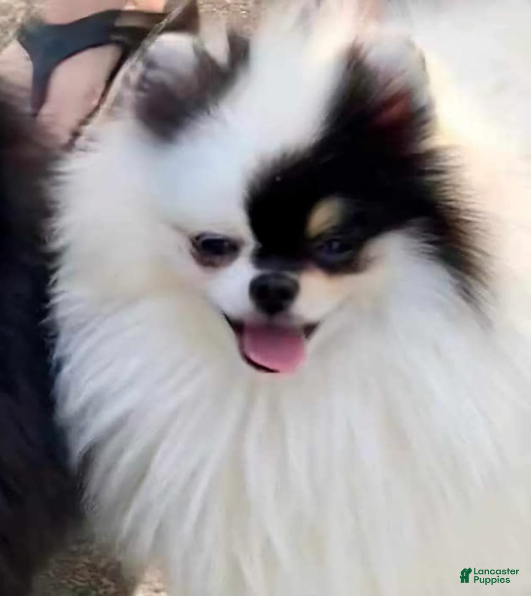 Pomeranian dogs for sale: Valhalla - Listing for pets: Nirvana, Valhalla, Elysium - Image 9