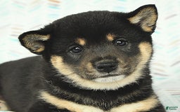 Shiba Inu dogs for sale: Warrior - Image 6