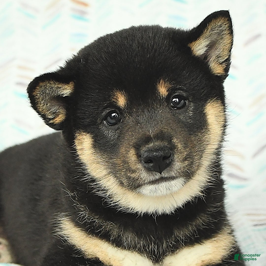Shiba Inu dogs for sale: Warrior - Image 6