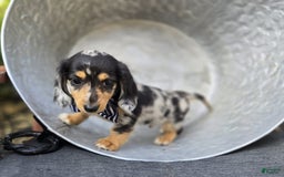 Miniature Dachshund dogs for sale: Edwin - Image 5
