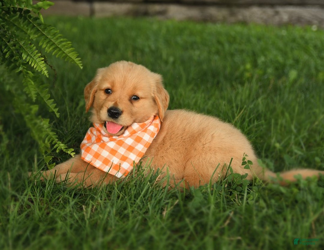 Golden Retriever dogs for sale: Cheerio - Listing for pets: Brisket, Peanut Butter, Clementine, Peaches, Olive, Waffles, Cheddar, Pepper, Cheerio - Image 3