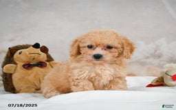 Bichpoo dogs for sale: Debby - Image 9